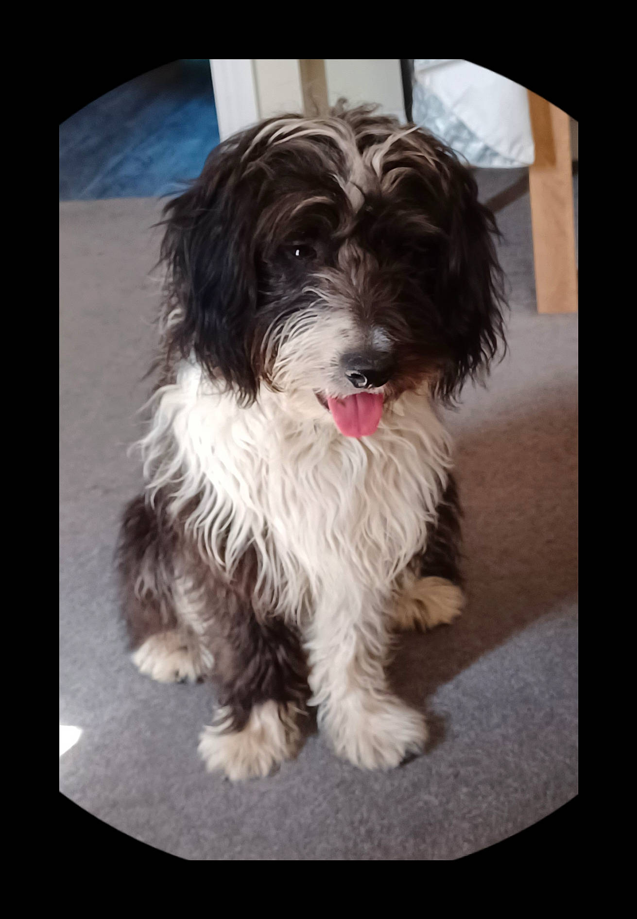 Gizmo joined the competition — help win amazing prizes! canidae, carnivore, companion_dog, dog, dog_breed, dog_supply, fur, liver, maltepoo, non_sporting_group, puppy, rectangle, shih_tzu, small_terrier, snout, sporting_group, terrier, toy_dog, water_dog, working_animal