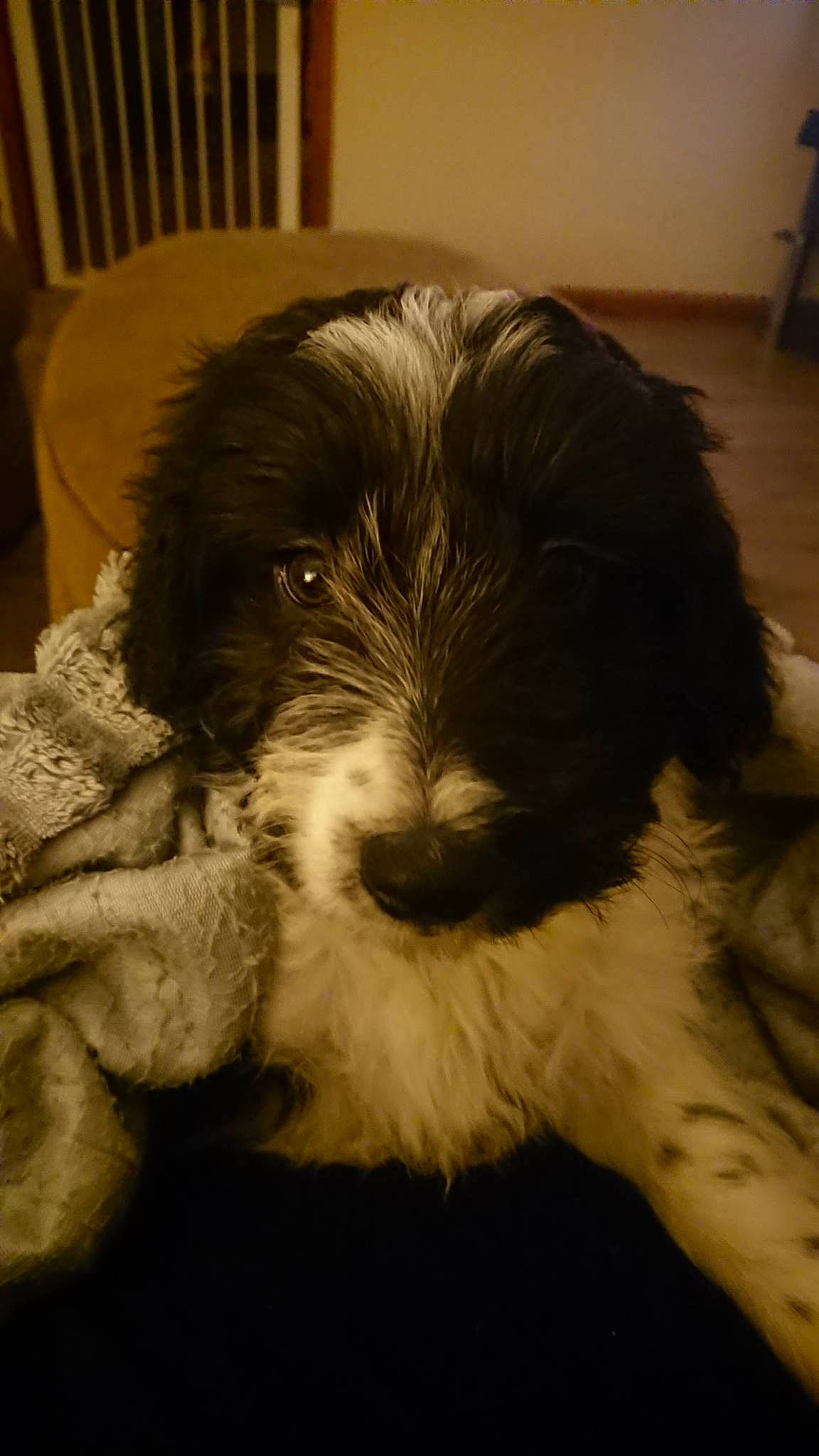 Gizmo is registered to the contest to win money with this photo: canidae, carnivore, companion_dog, dog, dog_breed, fang, fur, liver, porsche, puppy, schnauzer, small_terrier, snout, spaniel, sporting_group, stichelhaar, terrier, toy_dog, water_dog, working_animal