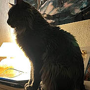Mougly participe au concours pour gagner de l'argent avec cette photo : angora, animal, art, blackcat, cat, couch, face, furniture, head, lamp, lampshade, manx, painting, person, pet, silhouette, tablelamp, window, windowsill, wood