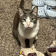 Fattie is registered to the contest to win money with this photo: animal, blanket, carpet, cat, cozy, crocs, curious, domestic, donut_pattern, ears, feline, floor, footwear, gray_and_white_cat, indoor, looking_up, pet, sitting, whiskers, yellow_eyes