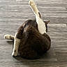 Fattie joined the competition — help win amazing prizes! animal, brown, cat, cleaning, cute, domestic, feline, flexible, floor, grooming, home, indoor, one_leg_up, pet, playful, quiet, relaxed, stretching, white, wooden_floor