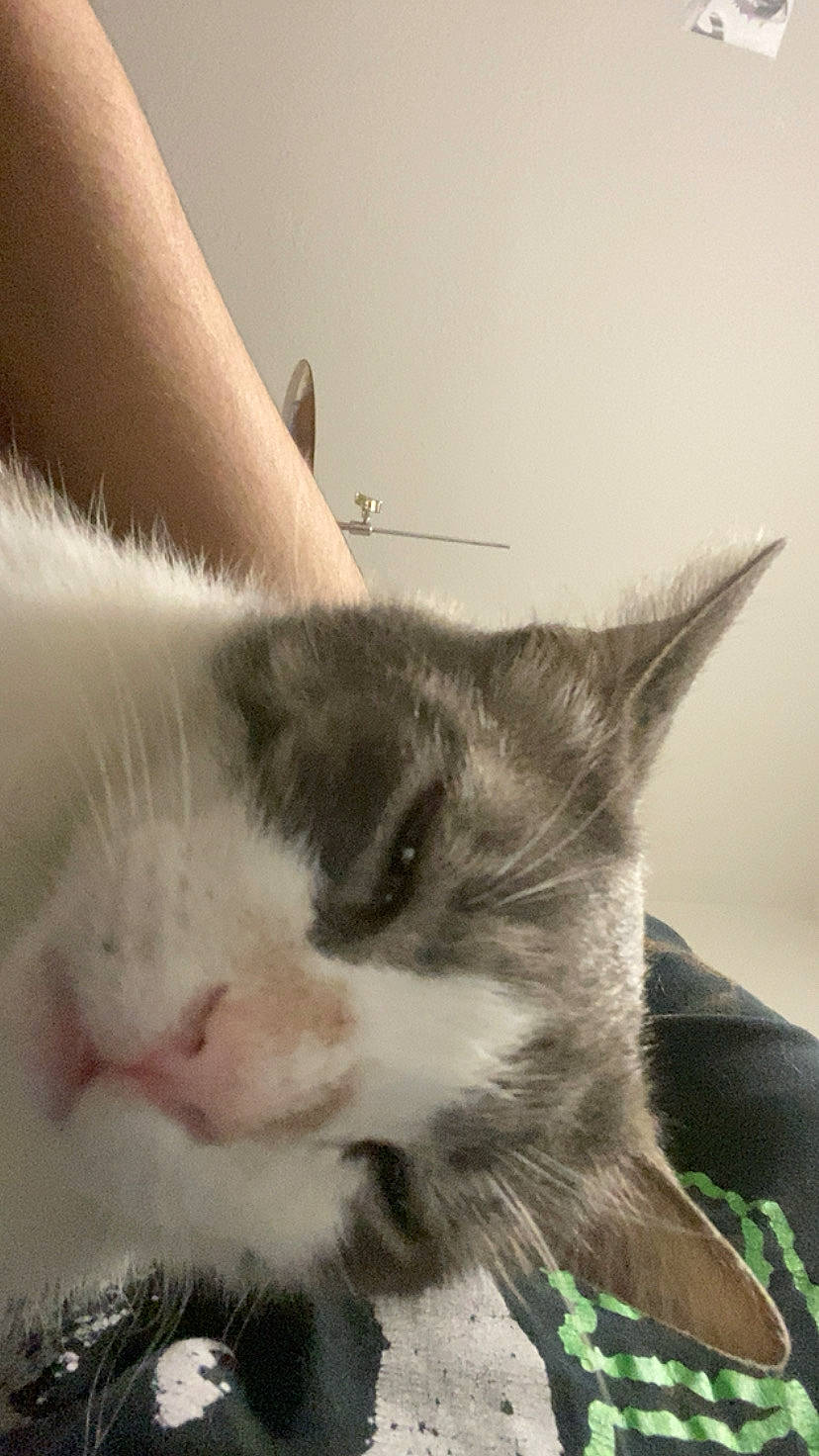 Fattie
