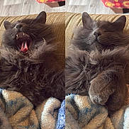 Rogan joined the competition — help win amazing prizes! cat, feline, pet, gray_cat, fluffy, fur, yawning, sleeping, paws, blanket, couch, indoor, cozy, relaxed, portrait, closeup, whiskers, napping, diptych, two_panel