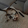 Pocket joined the competition — help win amazing prizes! cat, upside_down, fluffy_rug, gray_couch, remote_control, indoor, relaxed, pet, feline, cozy, living_room, tabby, white_paws, fur, curious_eyes, lying_down, home, domestic_animal, comfortable, resting
