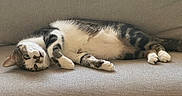 Pocket is registered to the contest to win money with this photo: animal, blinds, cat, couch, cozy, cute, domestic_cat, feline, fur, home, indoor, laying_down, pet, relaxed, resting, sofa, tabby_cat, whiskers, white_patches, window