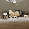 Pocket is registered to the contest to win money with this photo: cat, tabby_cat, white_patches, couch, sofa, indoor, pet, relaxed, laying_down, feline, window, blinds, home, cozy, resting, fur, animal, domestic_cat, whiskers, cute