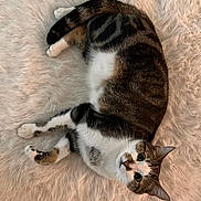 Pocket is registered to the contest to win money with this photo: cat, tabby, pet, animal, fur, whiskers, ears, eyes, paws, curled_up, lying, fluffy_rug, soft_texture, indoor, cozy, cute, relaxed, domestic_cat, mammal, feline