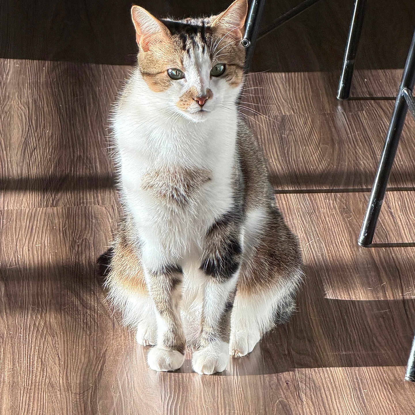 Pocket joined the competition — help win amazing prizes! cat, tabby, white_fur, sitting, wooden_floor, sunlight, shadow, indoor, pet, feline, chair_legs, calm, contemplative, domestic_animal, fur, whiskers, ears, floor_texture, natural_light, household