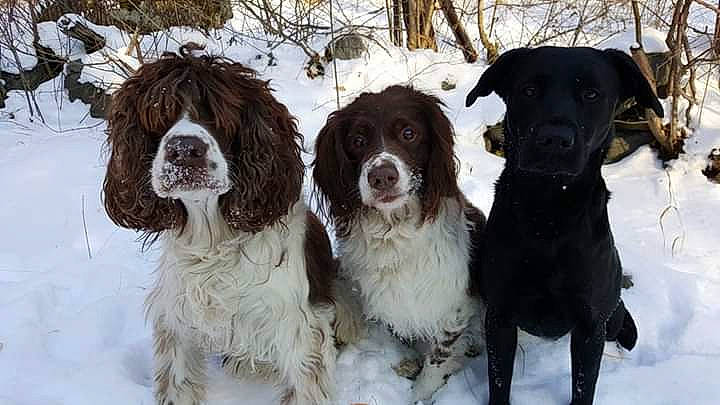 Varen a rejoint le concours — aidez-le/la à gagner de superbes lots ! canidae, carnivore, dog, dog_breed, drentse_patrijshond, english_springer_spaniel, french_spaniel, german_longhaired_pointer, german_spaniel, large_munsterlander, mammal, old_danish_pointer, rare_breed_dog, retriever, small_munsterlander, spaniel, sporting_group, stabyhoun, vertebrate, wetterhoun