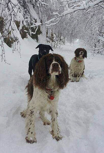Varen participe au concours pour gagner de l'argent avec cette photo : canidae, carnivore, cocker_spaniel, dog, dog_breed, english_cocker_spaniel, english_springer_spaniel, french_spaniel, hunting_dog, mammal, rare_breed_dog, russian_spaniel, snow, spaniel, sporting_group, vertebrate, wetterhoun, winter