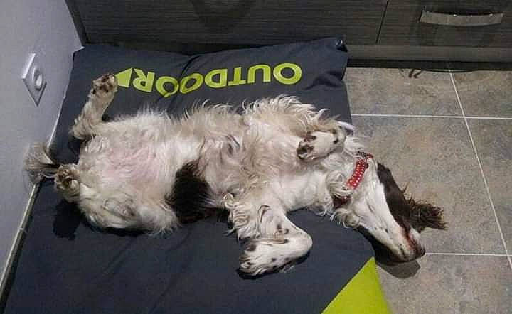 Varen participe au concours pour gagner de l'argent avec cette photo : american_cocker_spaniel, bolonka, canidae, carnivore, cocker_spaniel, dog, dog_breed, english_cocker_spaniel, grand_basset_griffon_vendeen, lhasa_apso, petit_basset_griffon_vendeen, puppy, shih_tzu, spaniel, sporting_group, sporting_lucas_terrier, tibetan_terrier