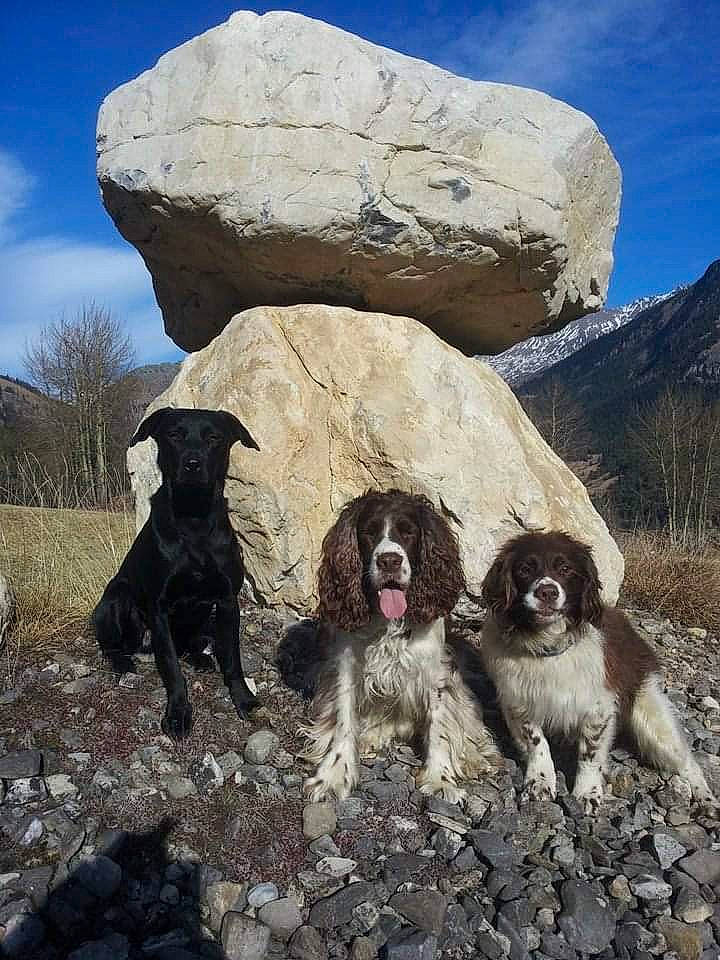 Varen a rejoint le concours — aidez-le/la à gagner de superbes lots ! adventure, blue_picardy_spaniel, canidae, carnivore, cocker_spaniel, dog, dog_breed, english_cocker_spaniel, french_spaniel, hunting_dog, mammal, mountain, rock, small_munsterlander, spaniel, sporting_group, vertebrate, wetterhoun