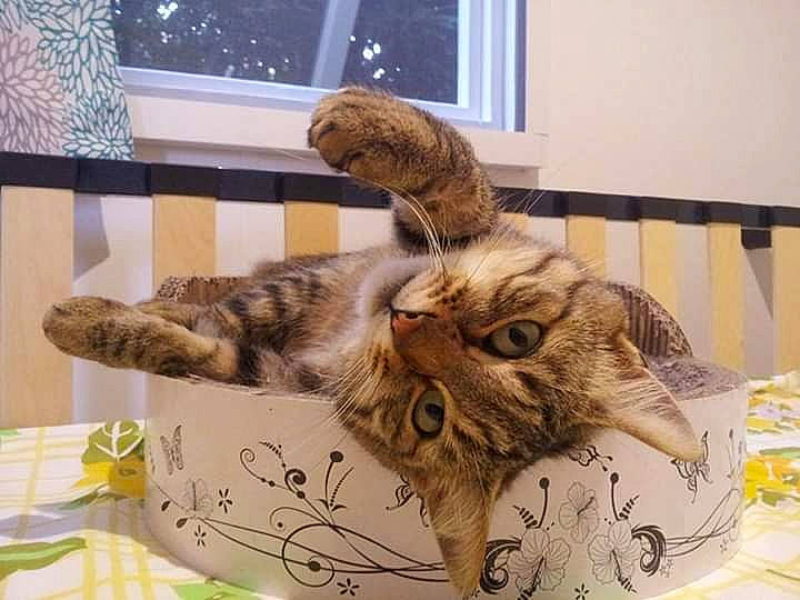 Malou participe au concours pour gagner de l'argent avec cette photo : american_shorthair, asian, carnivore, cat, claw, domestic_short_haired_cat, dragon_li, ear, european_shorthair, felidae, fur, kitten, maine_coon, ocicat, pixie_bob, small_to_medium_sized_cats, sokoke, tabby_cat, tail, whiskers