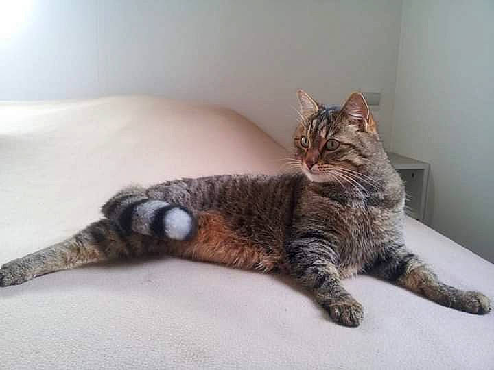 Malou a rejoint le concours — aidez-le/la à gagner de superbes lots ! american_wirehair, asian, california_spangled, carnivore, cat, claw, domestic_short_haired_cat, dragon_li, ear, european_shorthair, felidae, fur, kitten, maine_coon, paw, pixie_bob, small_to_medium_sized_cats, tabby_cat, tail, whiskers