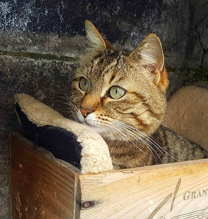 Malou a rejoint le concours — aidez-le/la à gagner de superbes lots ! aegean_cat, arabian_mau, asian, california_spangled, carnivore, cat, chausie, domestic_short_haired_cat, dragon_li, european_shorthair, felidae, kitten, mammal, ocicat, pixie_bob, rusty_spotted_cat, small_to_medium_sized_cats, tabby_cat, whiskers, wild_cat