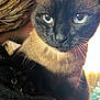 cat, siamese_cat, animal, pet, close_up, blue_eyes, fur, whiskers, face, ear, paw, black_fabric, indoor, human, hair, portrait, soft_light, background_blur, domestic_animal, companion