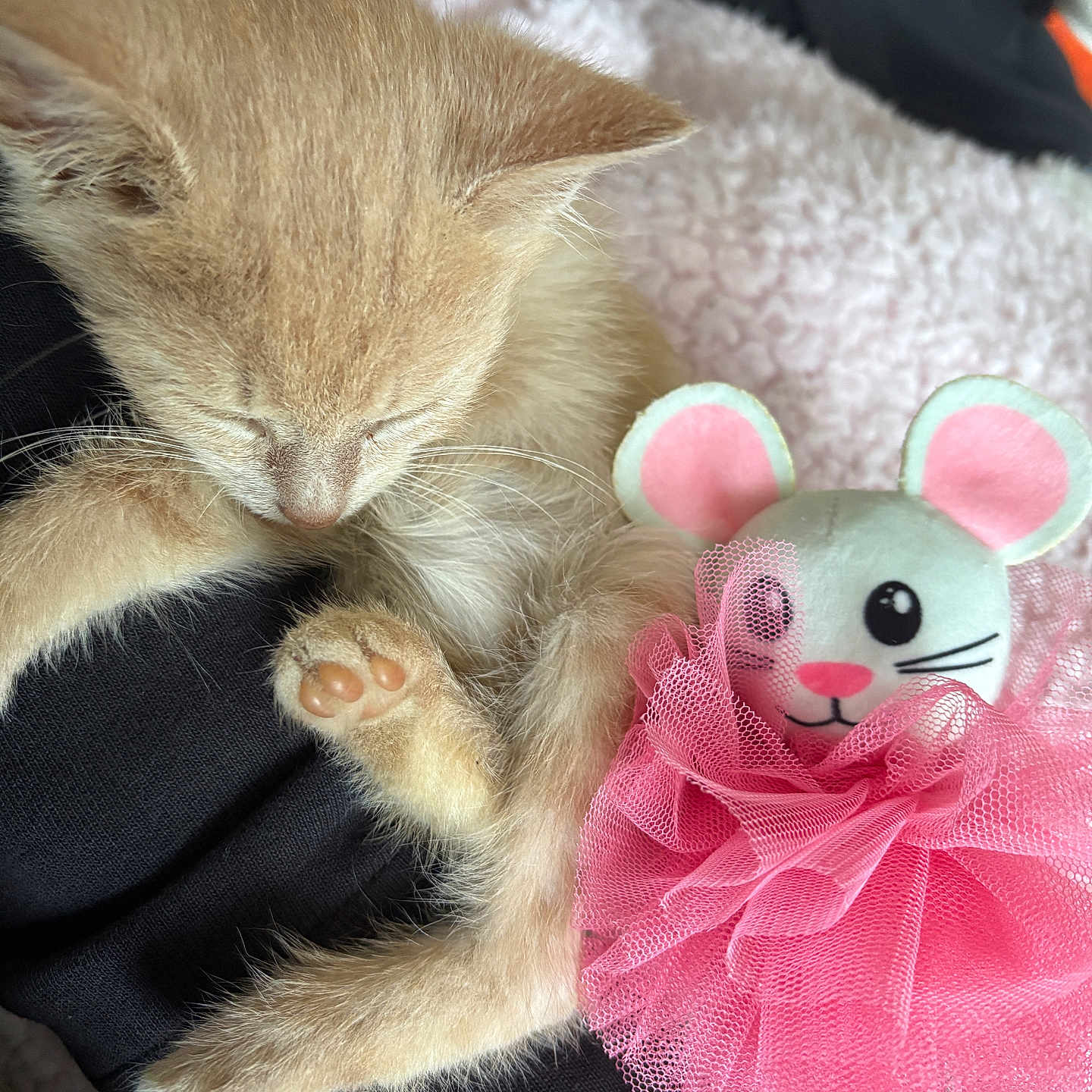 Jade participe au concours pour gagner de l'argent avec cette photo : adorable, animal, black_clothing, blanket, cat, close_up, cozy, cute, fur, indoors, kitten, mouse, nap, paw, pet, pink_tutu, plush_toy, resting, sleeping, soft_texture