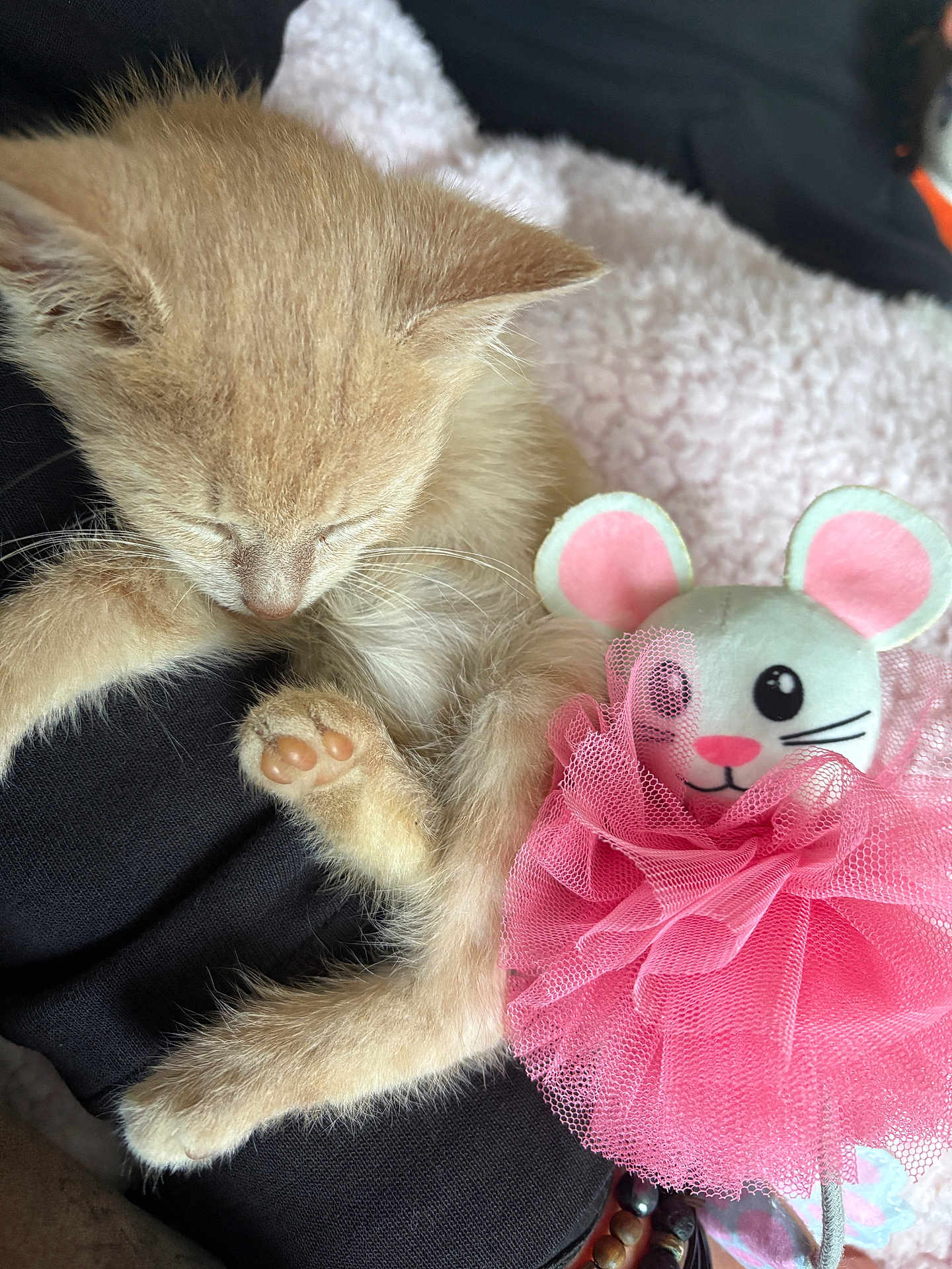 Jade participe au concours pour gagner de l'argent avec cette photo : kitten, sleeping, cat, plush_toy, mouse, pink_tutu, soft_texture, close_up, paw, fur, indoors, resting, cute, adorable, animal, pet, cozy, black_clothing, blanket, nap