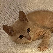 Jade participe au concours pour gagner de l'argent avec cette photo : kitten, cat, pet, animal, feline, cute, young, fur, whiskers, ears, paws, blanket, cozy, indoors, resting, curious, soft, closeup, cute_animal, sleepy