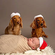 Eliza joined the competition — help win amazing prizes! baby, dachshund, dog, christmas_hat, sleeping, wrapped, blanket, fur_rug, holiday, festive, pet, animal, cute, indoor, portrait, adorable, canine, christmas, santa_hat, peaceful