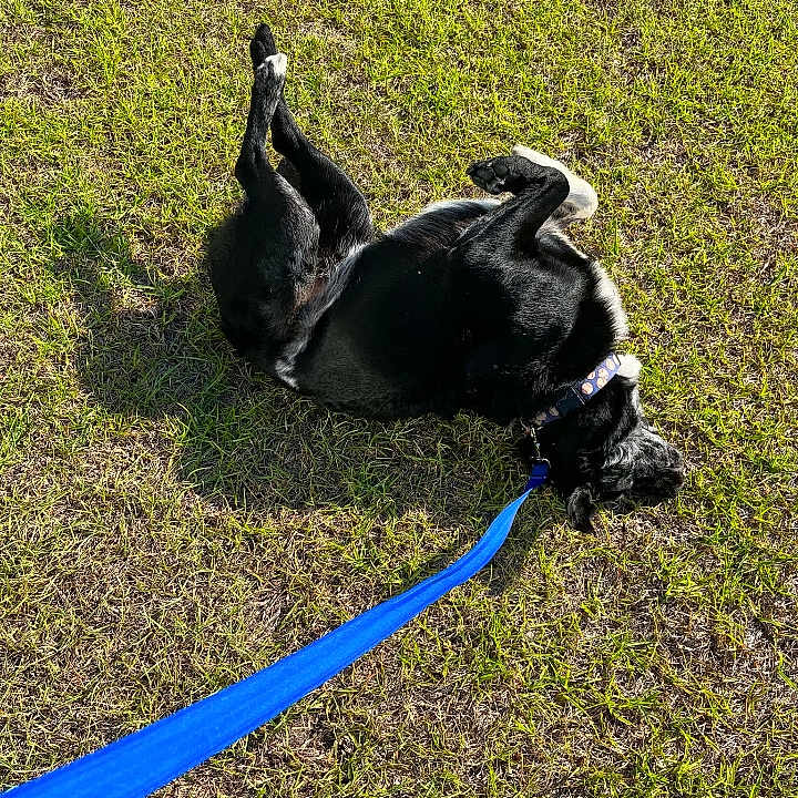 D.o.g. joined the competition — help win amazing prizes! accessories, animal, ball, bostonbull, bulldog, canine, dog, grass, hound, labradorretriever, leash, outdoors, pet, plant, pug, puppy, sport, strap, tennis, tennisball