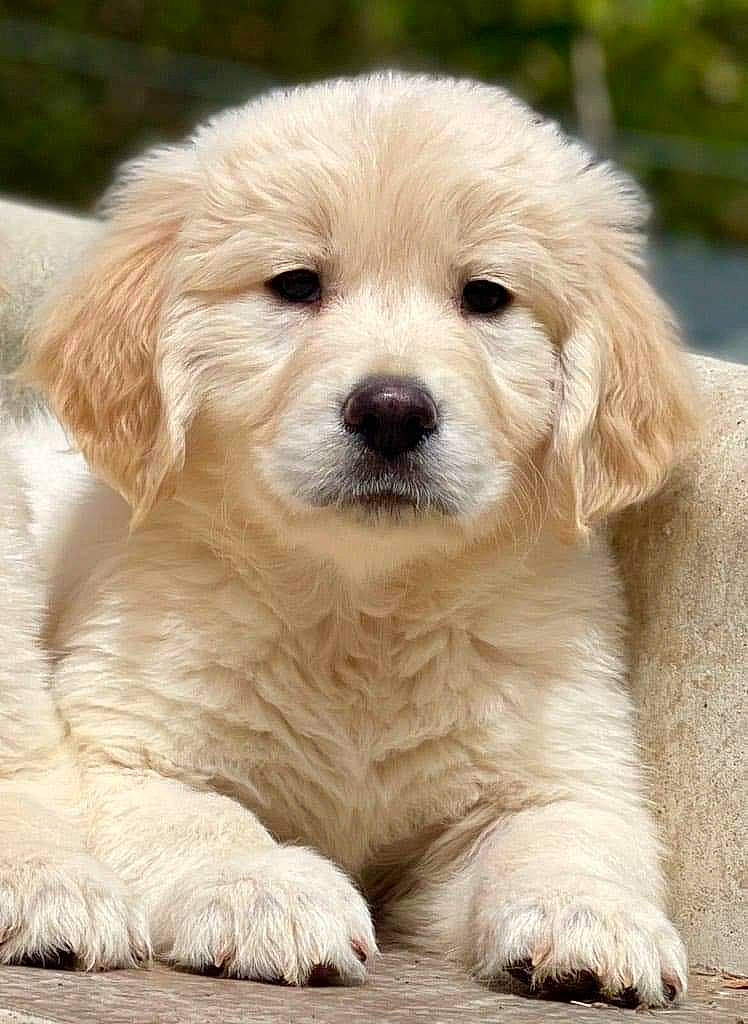 Tiago participe au concours pour gagner de l'argent avec cette photo : canidae, carnivore, companion_dog, dog, dog_breed, fur, golden_retriever, gun_dog, snout, sporting_group, terrestrial_animal, whiskers, working_animal