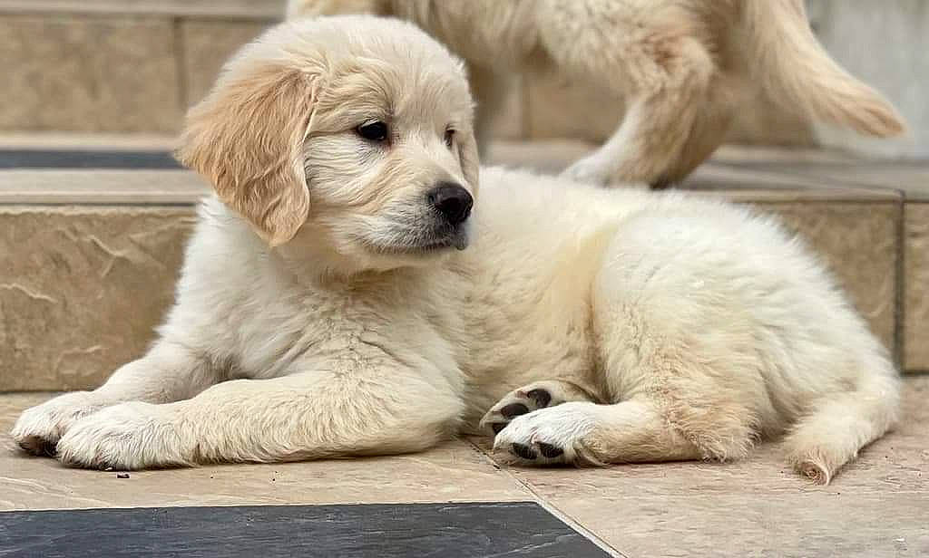 Tiago participe au concours pour gagner de l'argent avec cette photo : ancient_dog_breeds, bored, canidae, carnivore, companion_dog, dog, dog_breed, fur, sporting_group, terrestrial_animal, whiskers