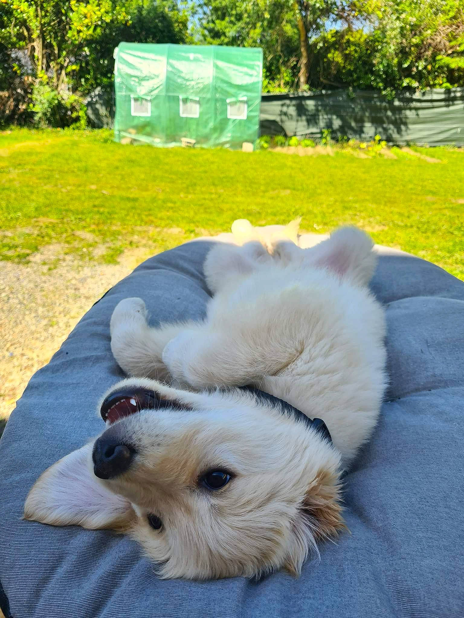 Tiago a rejoint le concours — aidez-le/la à gagner de superbes lots ! carnivore, companion_dog, dog, dog_breed, dog_supply, fawn, fur, german_spitz, german_spitz_klein, german_spitz_mittel, grass, japanese_spitz, paw, plant, spitz, tail, toy_dog, tree, volpino_italiano, working_animal