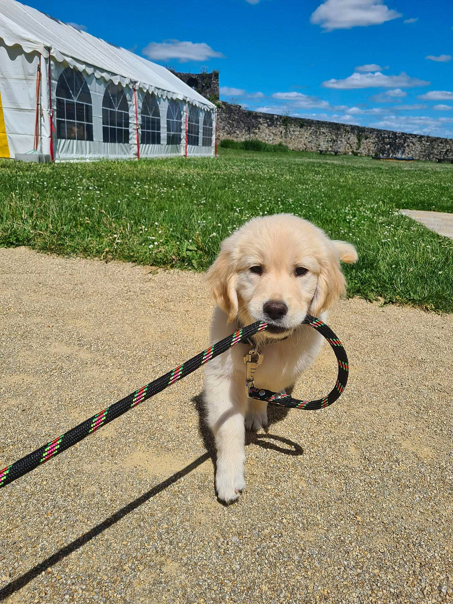 Tiago a rejoint le concours — aidez-le/la à gagner de superbes lots ! canidae, carnivore, cloud, collar, companion_dog, dog, dog_breed, dog_collar, dog_supply, fashion_accessory, fawn, grass, leash, pet_supply, plant, recreation, sidewalk, sky, snout, working_animal
