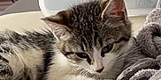 Twyla a rejoint le concours — aidez-le/la à gagner de superbes lots ! kitten, cat, pet, indoor, couch, blanket, gray, white, striped, paw, resting, cozy, toy, stroller, home, furniture, soft, cute, young, animal