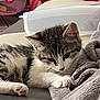 kitten, cat, pet, indoor, couch, blanket, gray, white, striped, paw, resting, cozy, toy, stroller, home, furniture, soft, cute, young, animal