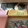 Twyla a rejoint le concours — aidez-le/la à gagner de superbes lots ! cat, sleeping, boxes, colorful, patterned, feline, resting, indoor, wood, table, animal, pet, cute, cozy, relaxed, fur, whiskers, small, domestic, quiet
