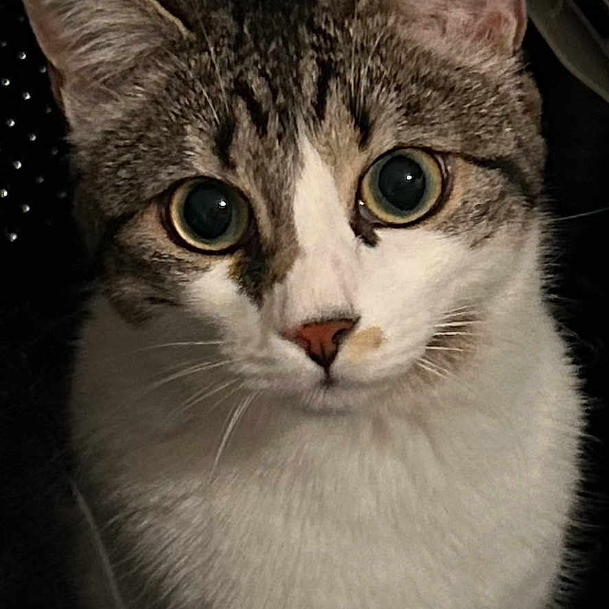 Twyla a rejoint le concours — aidez-le/la à gagner de superbes lots ! animal, cat, close_up, container, curious, cute, domestic, ears, face, feline, focused, indoor, looking, metal, pet, portrait, tabby, whiskers, white_fur, wide_eyes