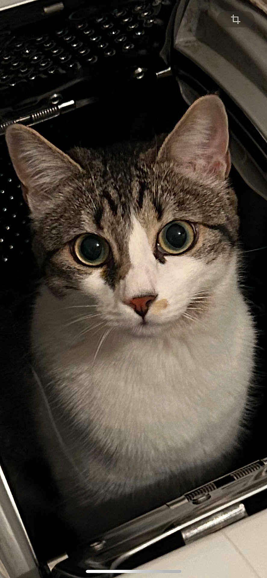 Twyla a rejoint le concours — aidez-le/la à gagner de superbes lots ! cat, animal, pet, feline, curious, wide_eyes, whiskers, close_up, indoor, metal, container, tabby, white_fur, ears, face, portrait, cute, looking, focused, domestic