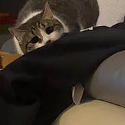 Twyla participe au concours pour gagner de l'argent avec cette photo : cat, tabby, indoor, peeking, couch, fabric, furniture, curious, pet, animal, whiskers, ears, soft, cozy, home, resting, feline, cute, fur, relaxed