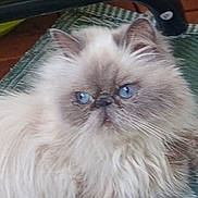 Rose a rejoint le concours — aidez-le/la à gagner de superbes lots ! cat, fluffy, long_hair, blue_eyes, white_fur, gray_fur, persian_cat, pet, animal, portrait, close_up, face, whiskers, ears, indoors, blanket, couch, lounging, staring, cute