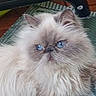 cat, fluffy, long_hair, blue_eyes, white_fur, gray_fur, persian_cat, pet, animal, portrait, close_up, face, whiskers, ears, indoors, blanket, couch, lounging, staring, cute