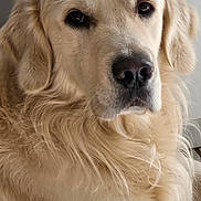Usko a rejoint le concours — aidez-le/la à gagner de superbes lots ! dog, golden_retriever, pet, fur, animal, indoor, closeup, portrait, canine, mammal, face, ears, nose, whiskers, friendly, calm, fluffy, cute, companion, laying_down
