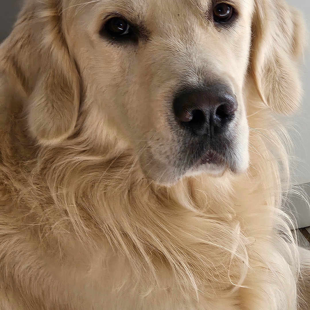 Usko a rejoint le concours — aidez-le/la à gagner de superbes lots ! animal, calm, canine, closeup, companion, cute, dog, ears, face, fluffy, friendly, fur, golden_retriever, indoor, laying_down, mammal, nose, pet, portrait, whiskers
