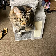 Jasper is registered to the contest to win money with this photo: animal, carpet, cat, cat_tree, claws, cozy, ears, eyes, feline, floor, fur, furniture, home, indoor, pet, sandal, scratching_post, tabby, whiskers, yarn