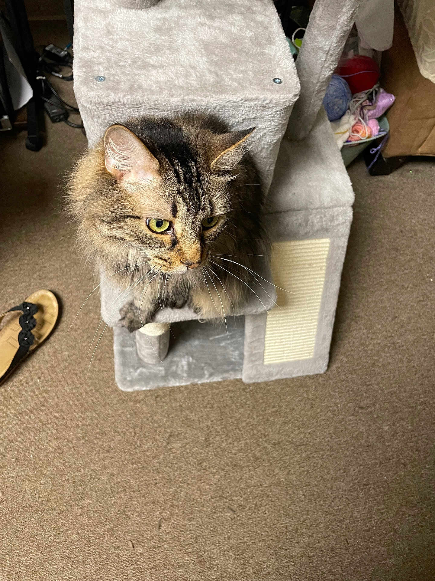 Jasper