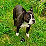 Oyzo participe au concours pour gagner de l'argent avec cette photo : dog, black_and_white, grass, outdoor, pet, ball, animal, canine, playful, alert, yard, greenery, nature, standing, ears_up, collar, small_object, daylight, mammal, domestic_animal