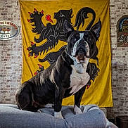 Oyzo participe au concours pour gagner de l'argent avec cette photo : dog, black_and_white, couch, tapestry, yellow, lion, indoor, brick_wall, pet, animal, living_room, furniture, portrait, canine, sitting, decor, background, ears, face, fur