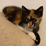 Nala a rejoint le concours — aidez-le/la à gagner de superbes lots ! abyssinian, animal, architecture, blanket, brasssection, building, cat, couch, egyptiancat, furniture, horn, kitten, manx, musicalinstrument, pet, siamese, wall