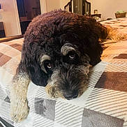 Kobe is registered to the contest to win money with this photo: dog, pet, indoor, bed, blanket, cute, fur, animal, cozy, resting, brown, black, white, curly_fur, looking_up, close_up, relaxed, home, sleepy, companion