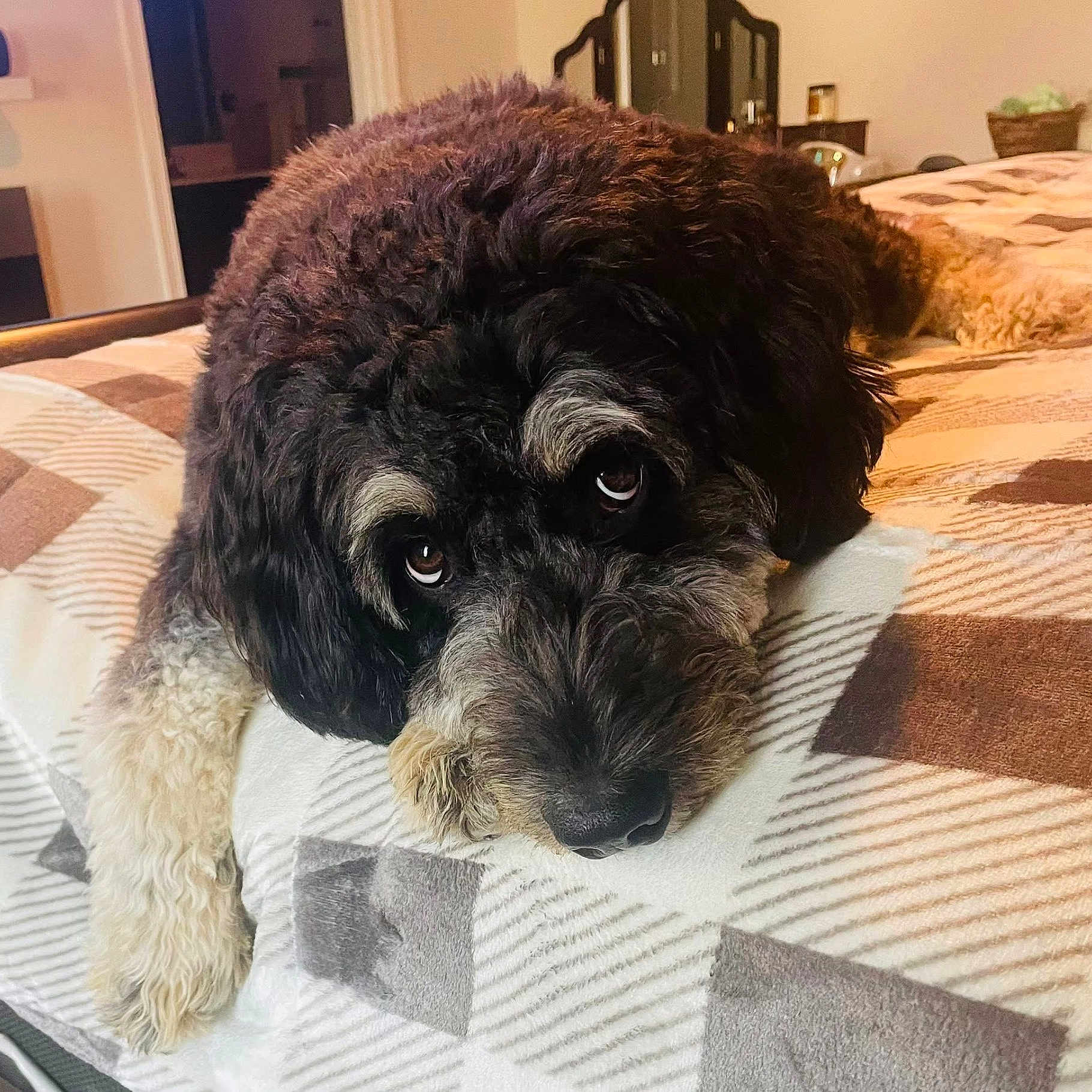 Kobe is registered to the contest to win money with this photo: dog, pet, indoor, bed, blanket, cute, fur, animal, cozy, resting, brown, black, white, curly_fur, looking_up, close_up, relaxed, home, sleepy, companion