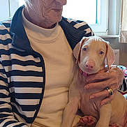 Valgo a rejoint le concours — aidez-le/la à gagner de superbes lots ! elderly_woman, puppy, dog, indoor, window, striped_jacket, sunglasses, seated, hand, pet, lap, light, curious, calm, casual_clothing, human, animal, companionship, relaxed, portrait