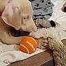 puppy, dog, toy, tennis_ball, bed, blanket, plush_toy, indoor, pet, floor, tile, red_wall, cozy, animal, young_dog, playing, resting, cute, soft, domestic