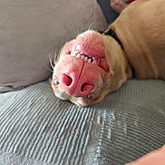 Valgo a rejoint le concours — aidez-le/la à gagner de superbes lots ! blanket, canine, close_up, collar, couch, dog, fur, happy, indoor, light_brown, nose, pet, pink_nose, playful, relaxed, smiling, teeth, texture, upside_down, whiskers