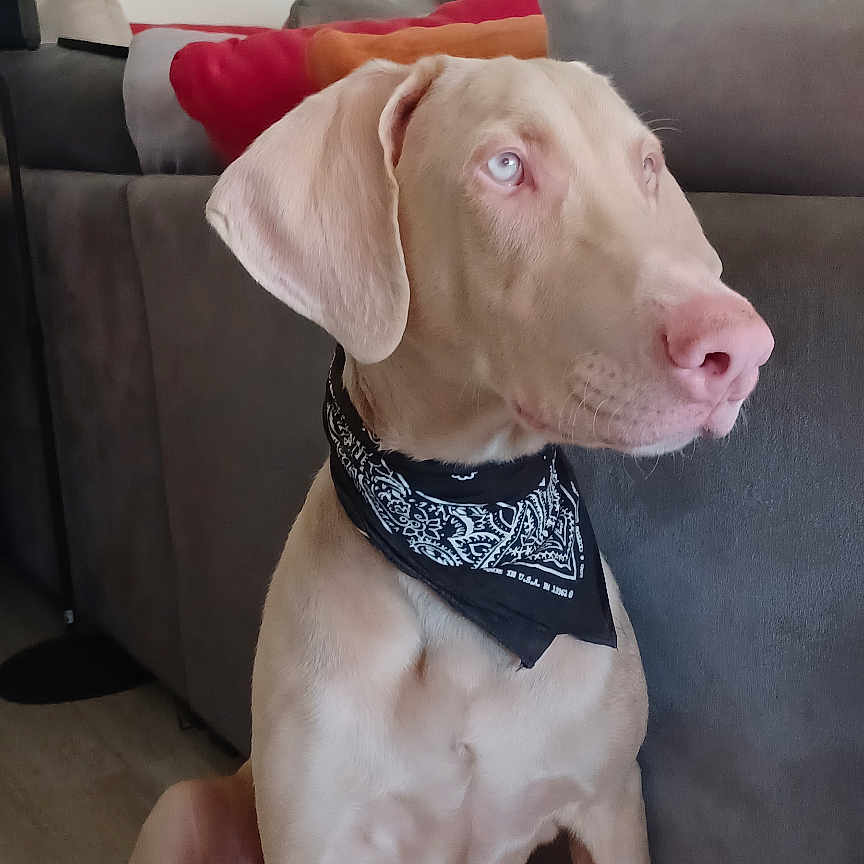 Valgo